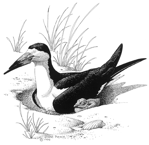 ������ ��� ������